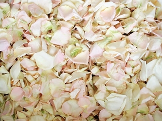 Blush and Ivory Rose Petals for Pathways 