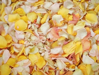 Ivory, Yellow, Blush, and Peach Rose Petals for Pathways 