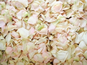 Blush and Ivory Rose Petals for Pathways 