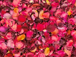 Bulk Budget Petals - Dark 