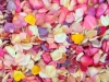 Bulk Budget Petals - Light 