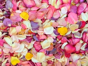 Bulk Budget Petals - Light 