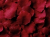 Burgundy silk rose petals, bag of 100 
