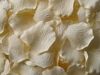 Cream silk rose petals, bag of 100 