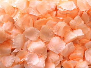Peach Aisle Rose Petals, 500ct 