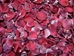 Premium Freeze Dried Rose Petals - FD-PR