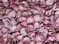 Dusty Purple